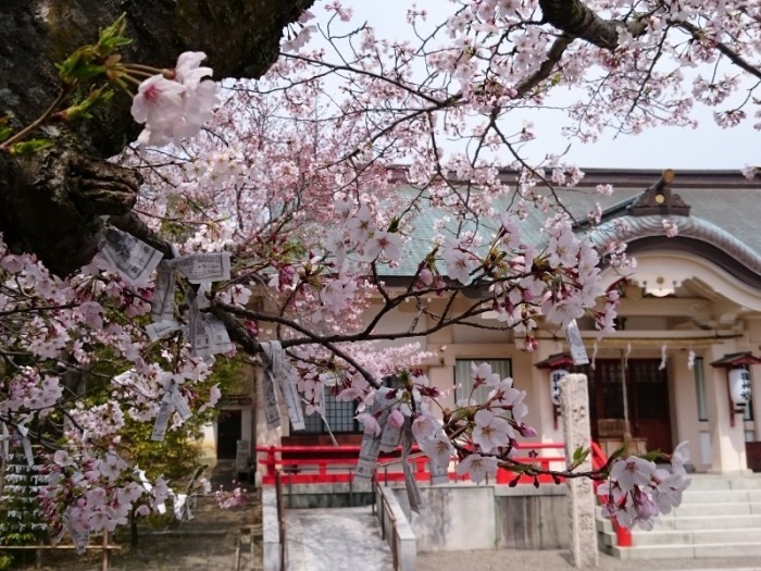 海会寺跡の桜