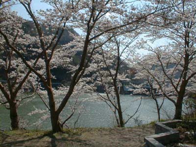 （写真）ダム湖沿いに満開に咲く桜