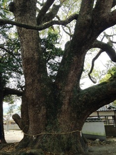 （写真）岡中の大樟