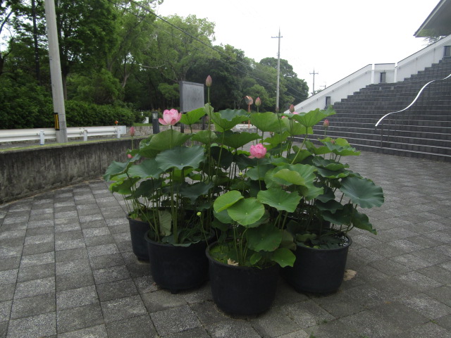ハスの写真