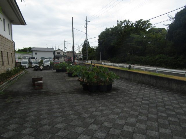 ハスの鉢の写真