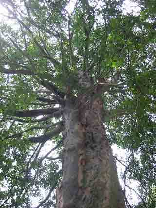 （写真）信達神社（しんだちじんじゃ）のナギの木