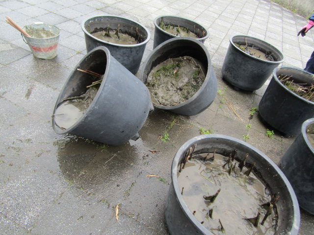 植え替え１