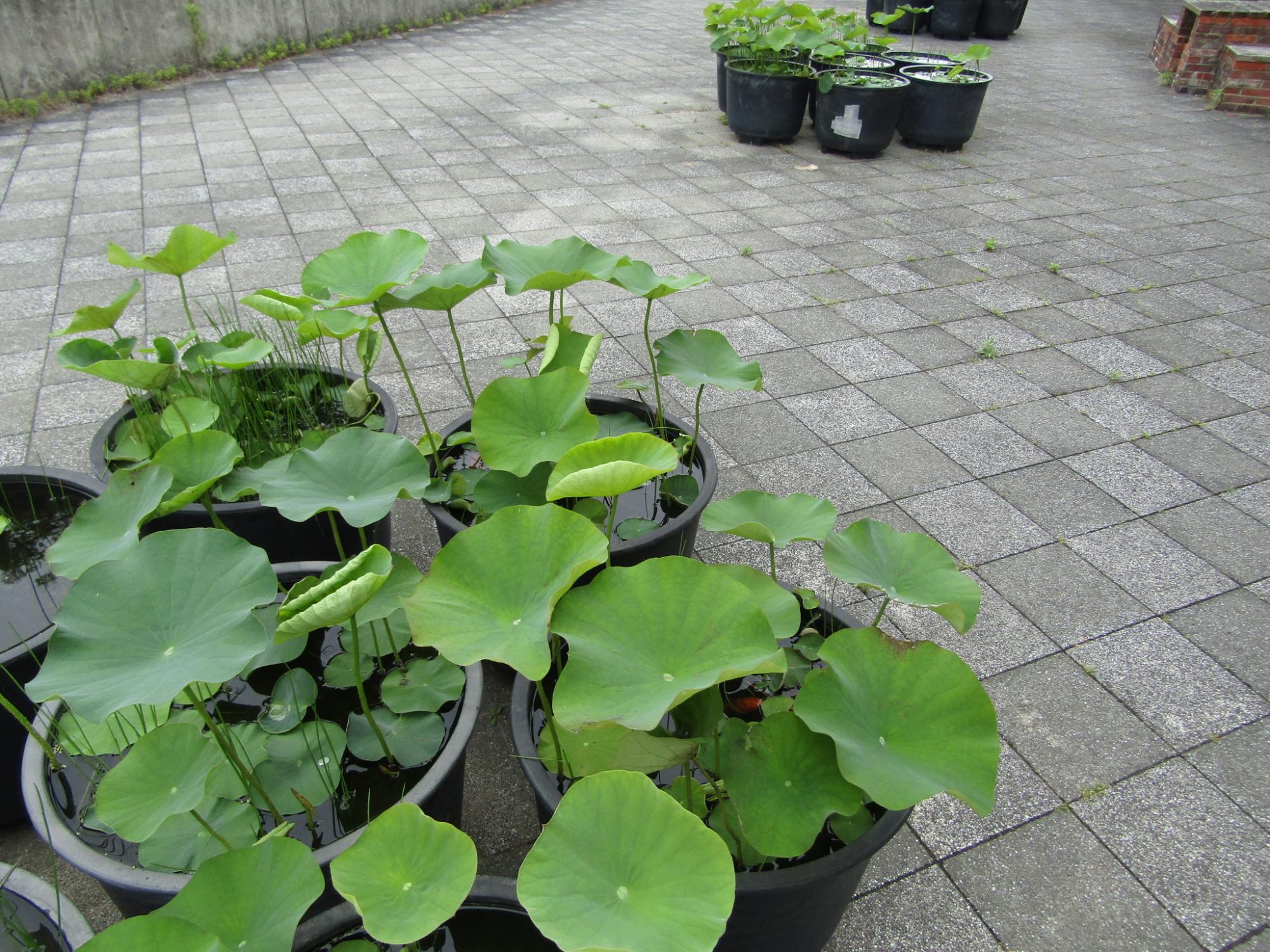 ハスも成長中