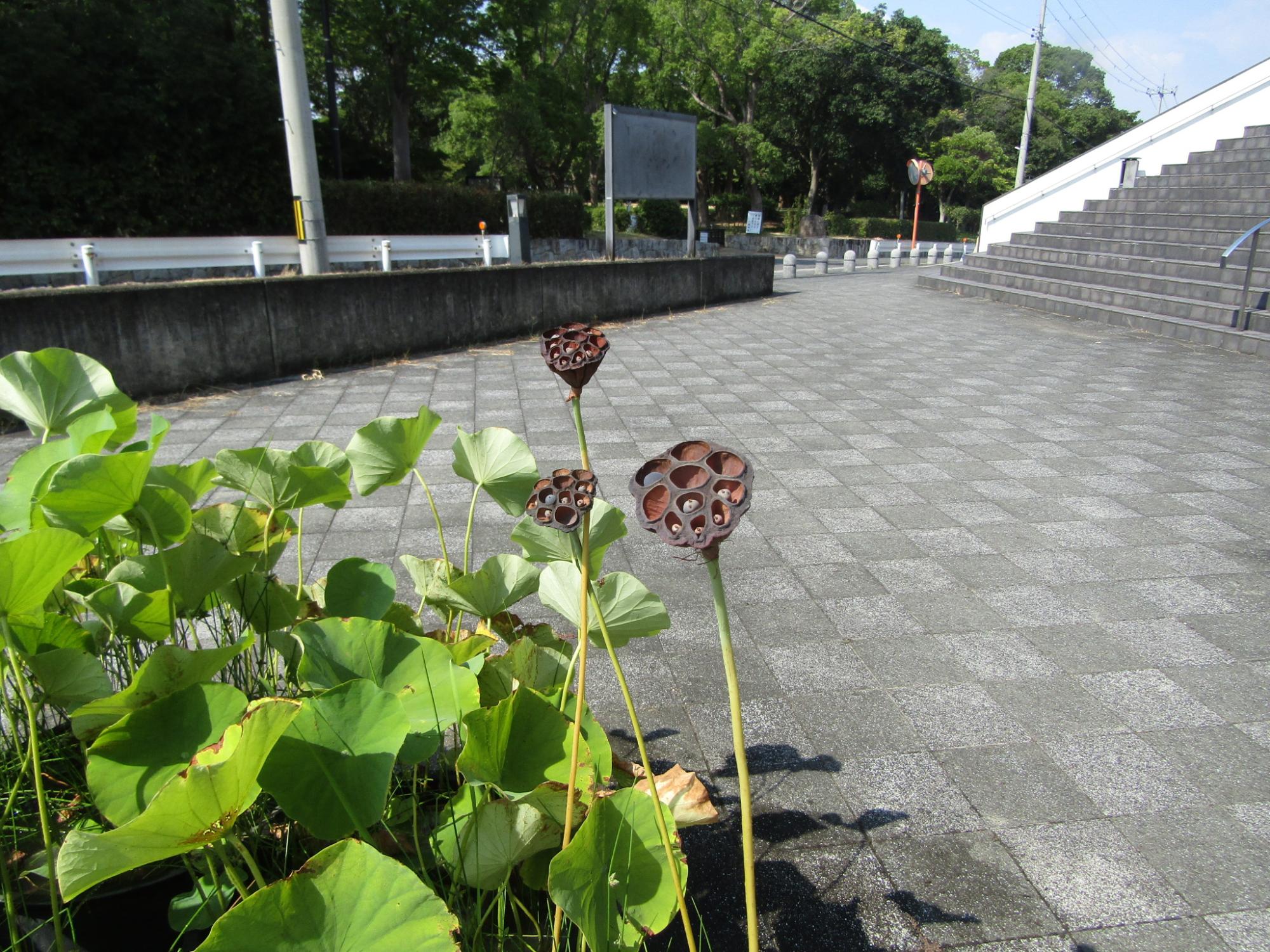 ハス0803-1