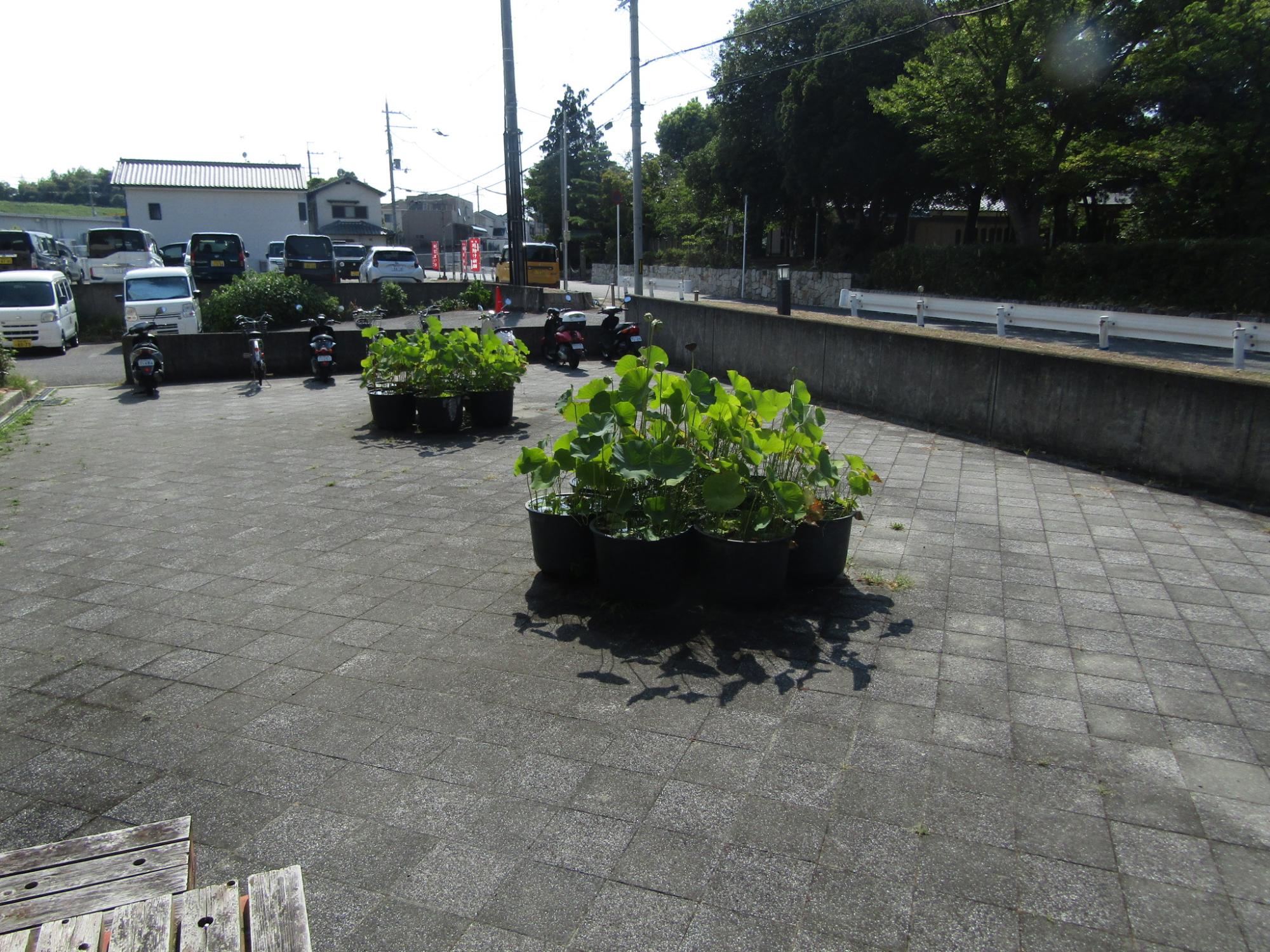 ハス0803-2