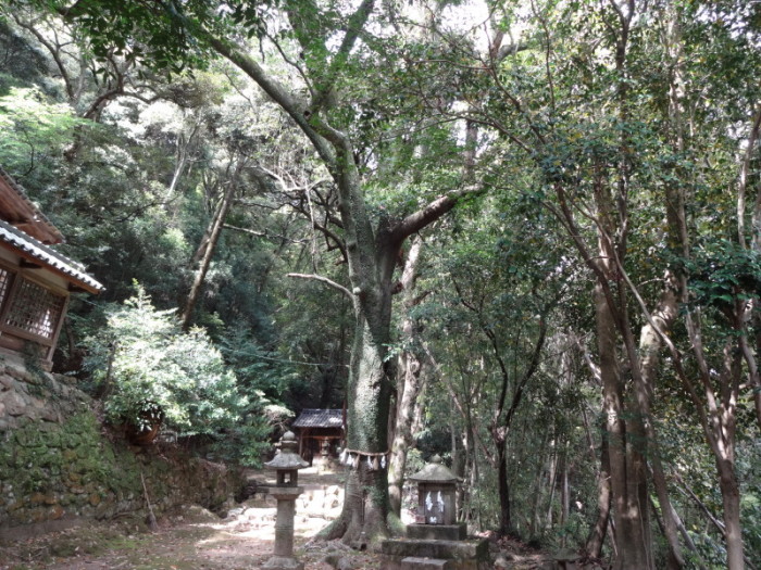 信達神社のオガタマノキ