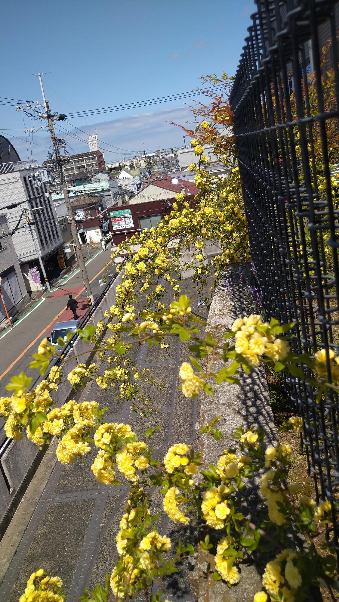 モッコウバラ写真6