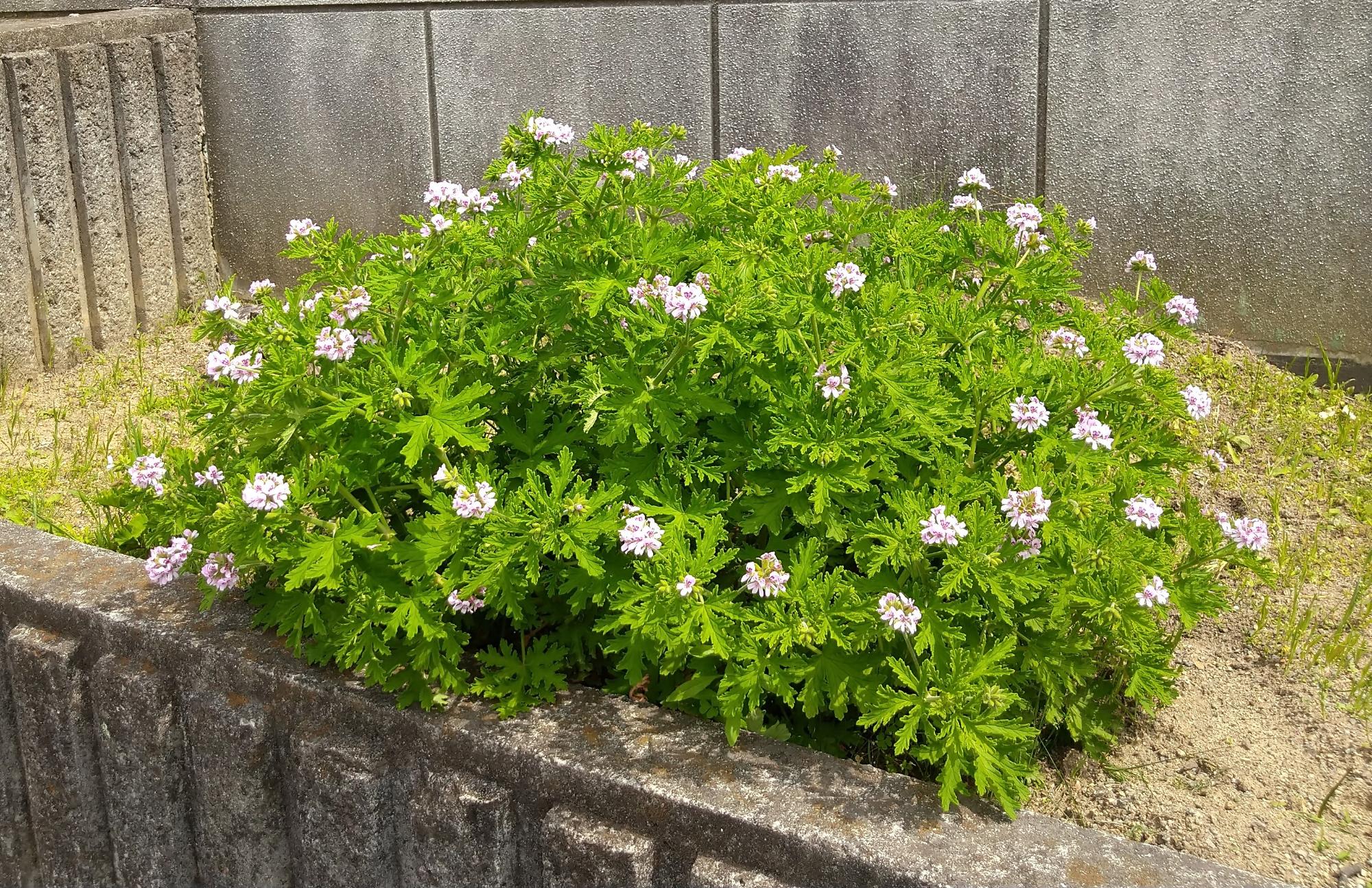 ゼラニウム1