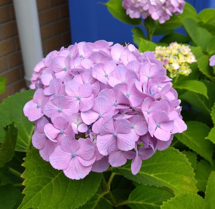 アジサイの花3