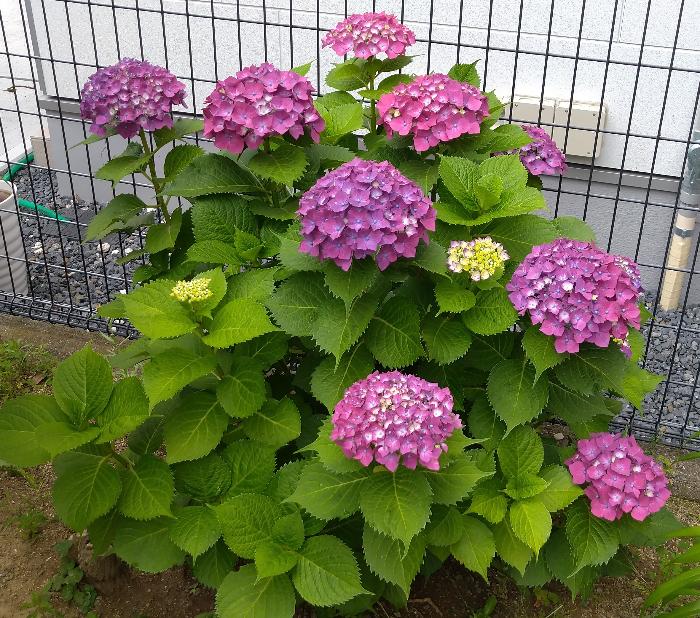 アジサイの花4