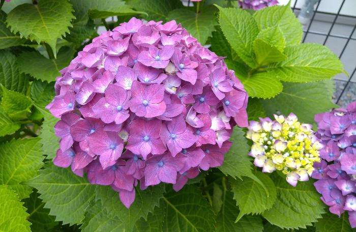 アジサイの花5