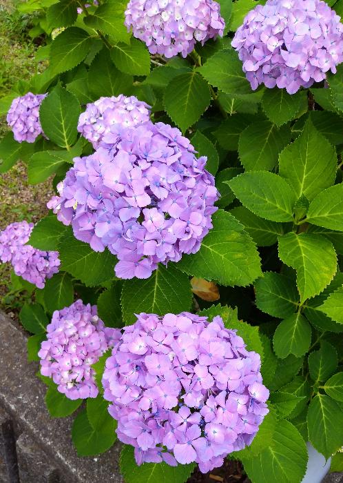 アジサイの花2