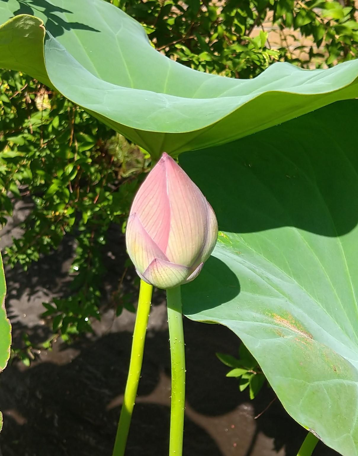 ハスの花4