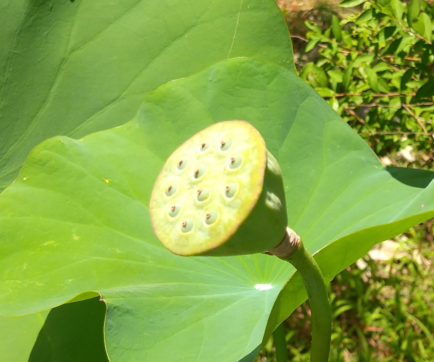 ハスの花托2