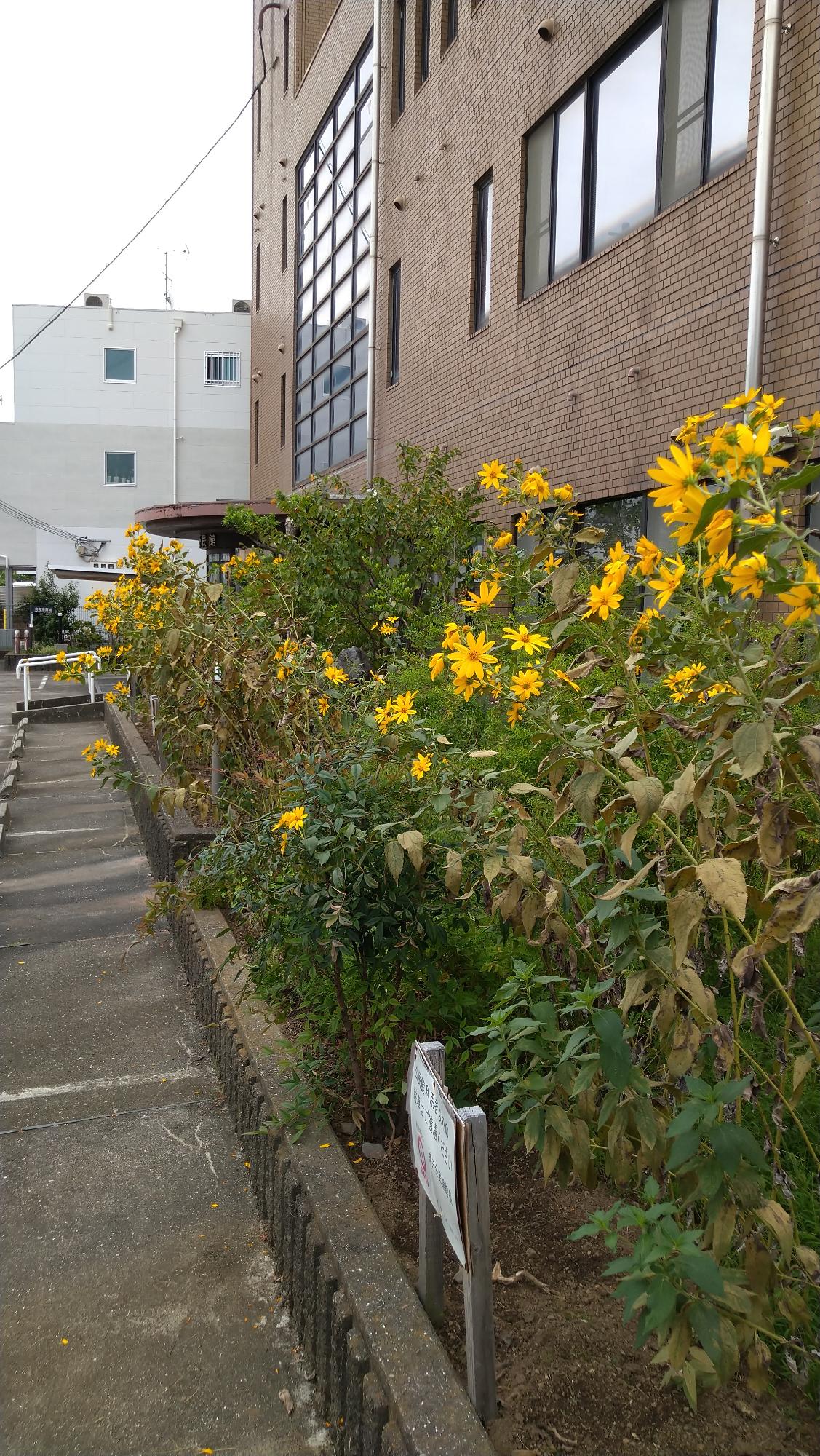 キクイモの花3