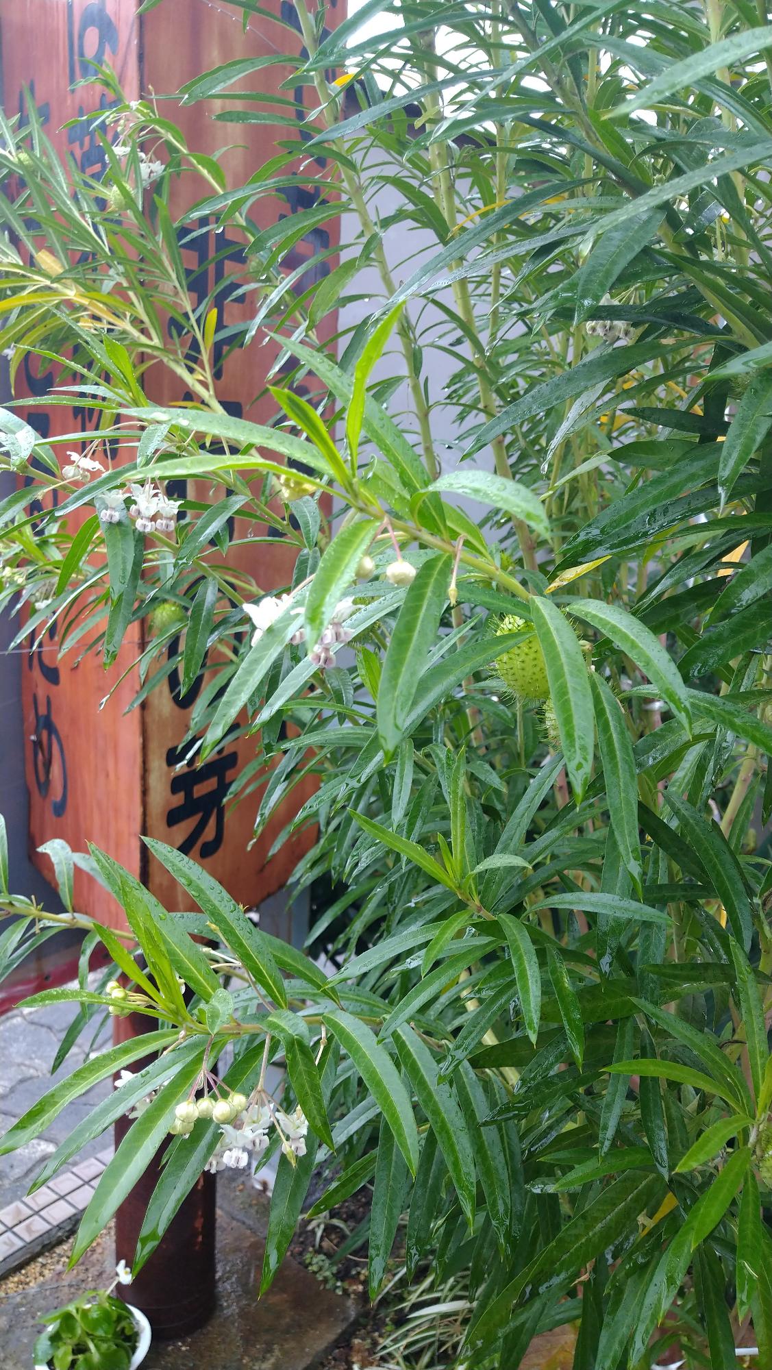 フウセントウワタ1