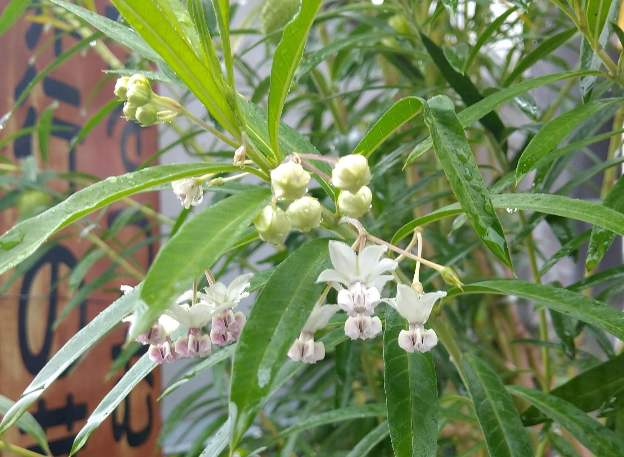 フウセントウワタ2