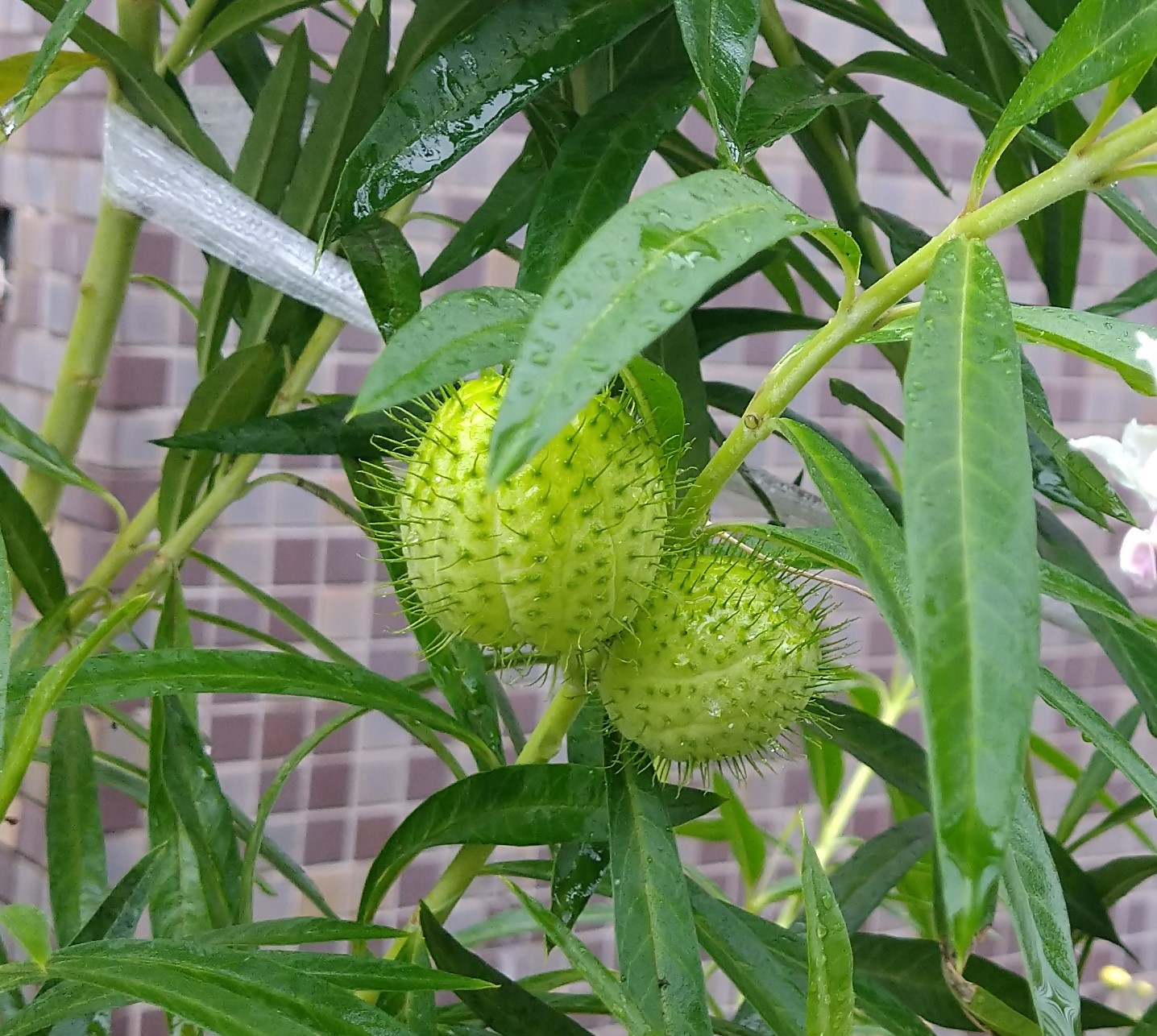 フウセントウワタ4