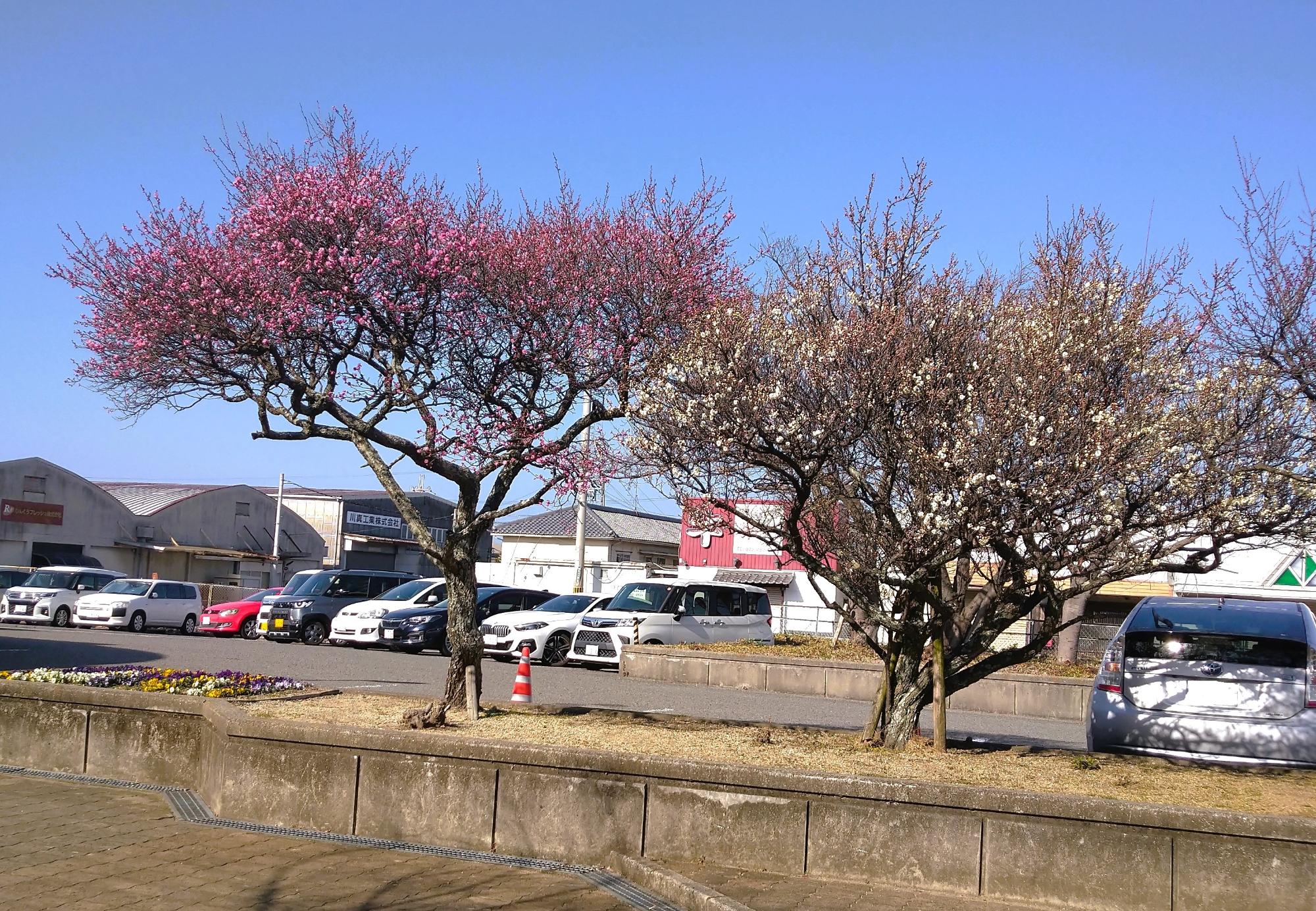 図書館・文化ホール梅1