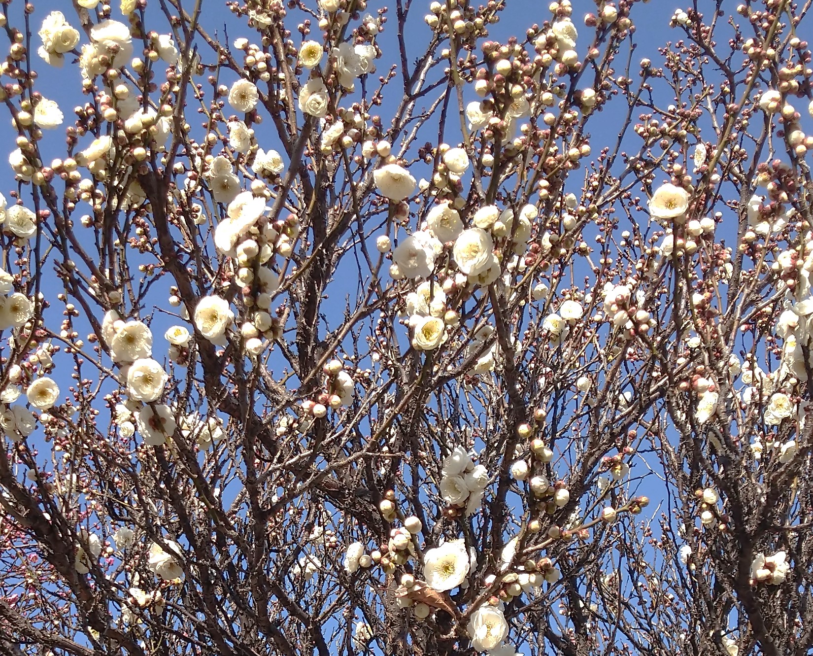図書館・文化ホール梅3