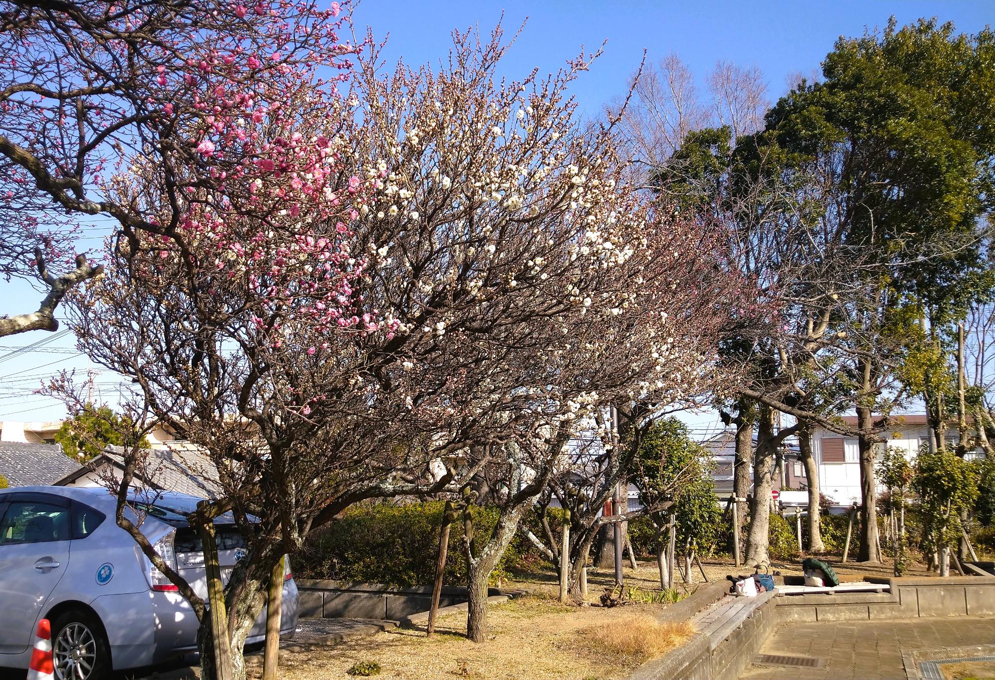 図書館・文化ホール梅2