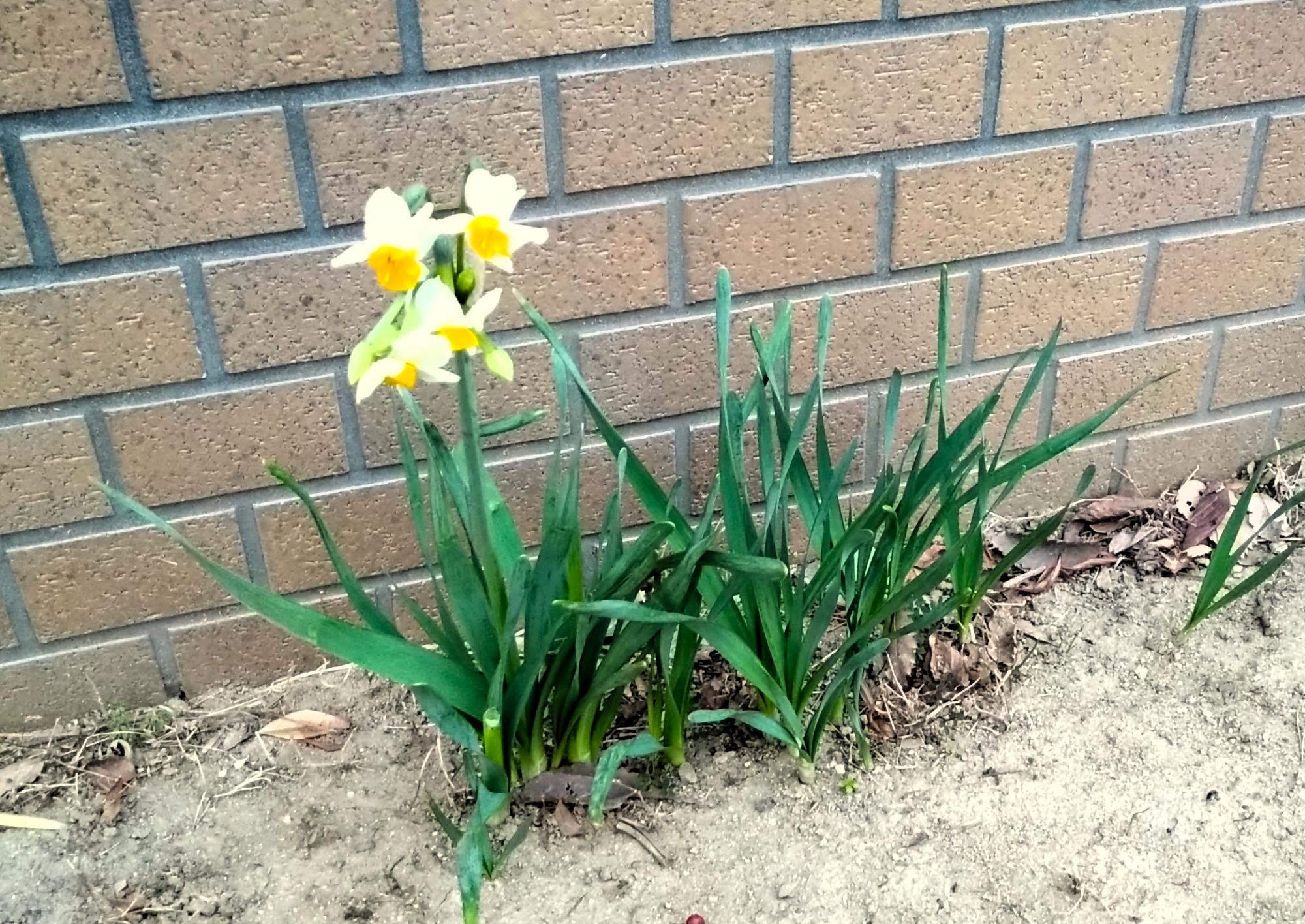 スイセンの画像1