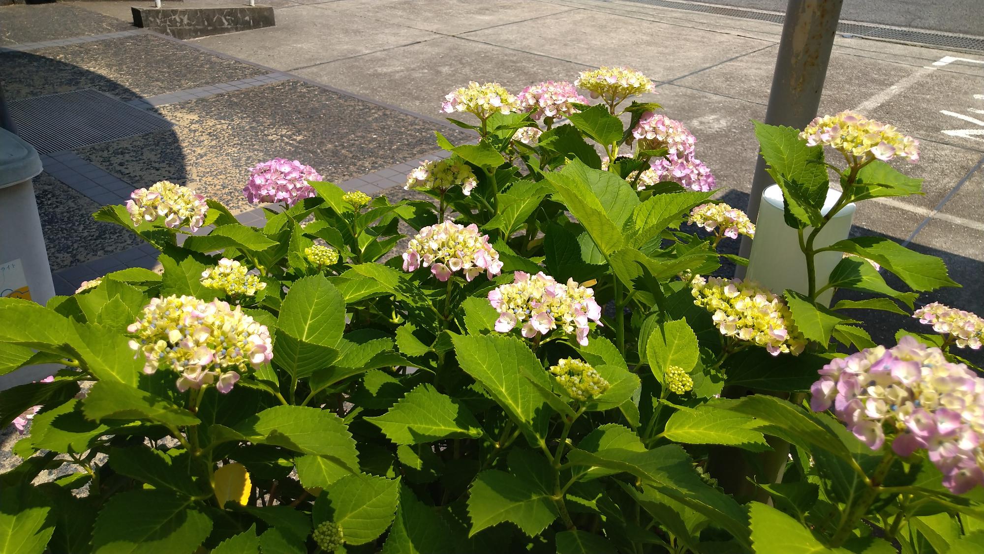 アジサイ画像2