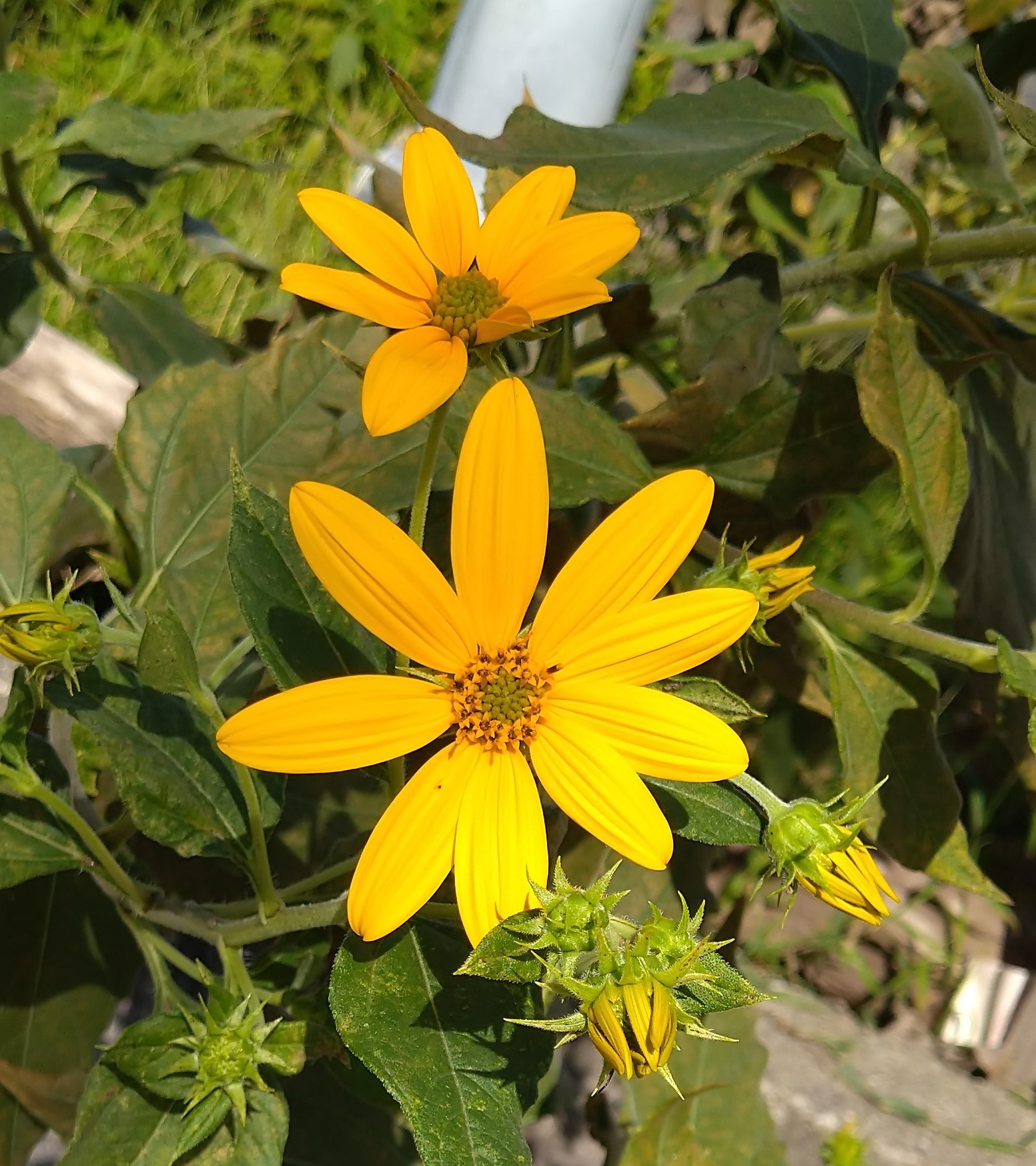 キクイモ3