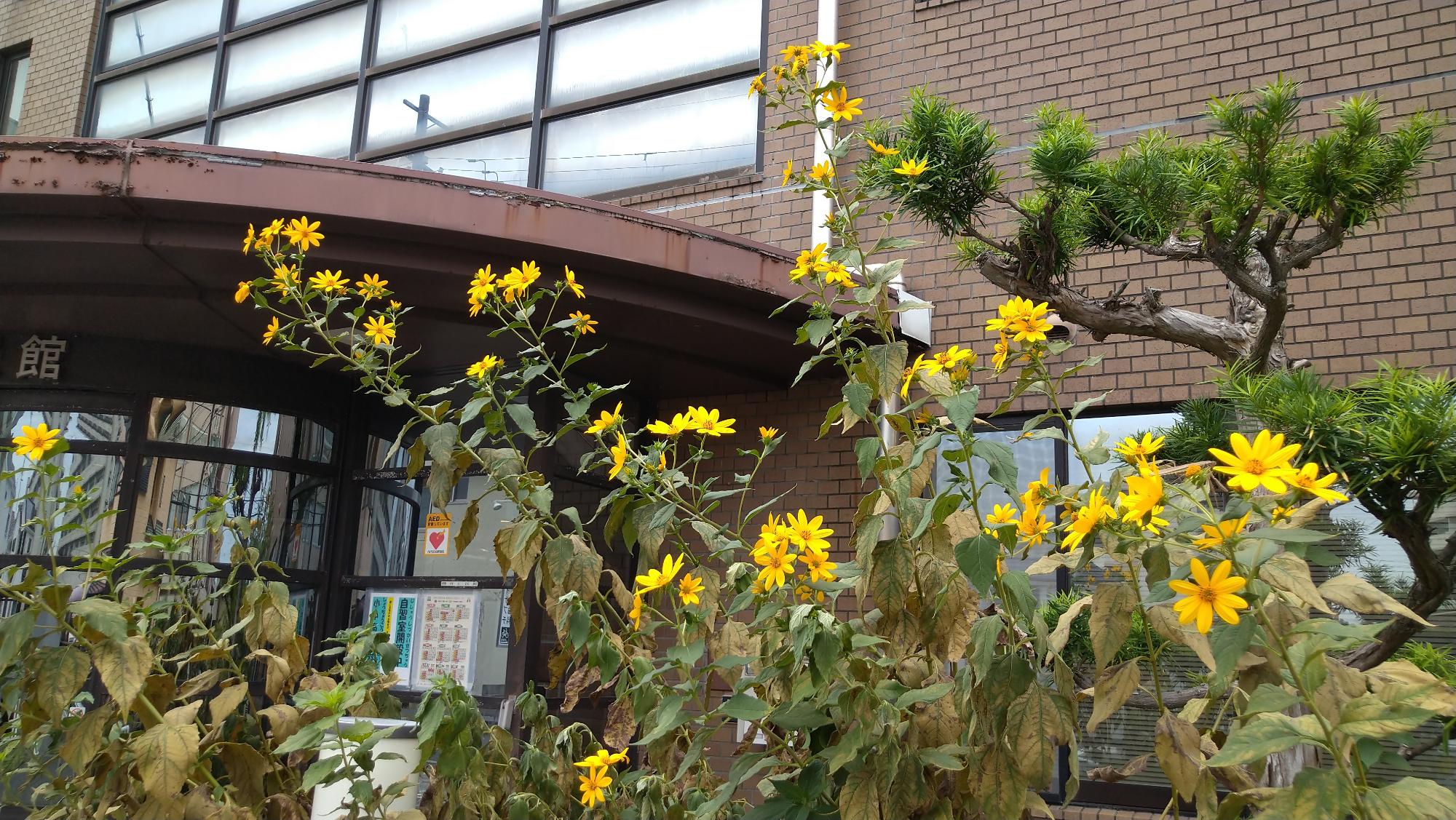 キクイモの花1