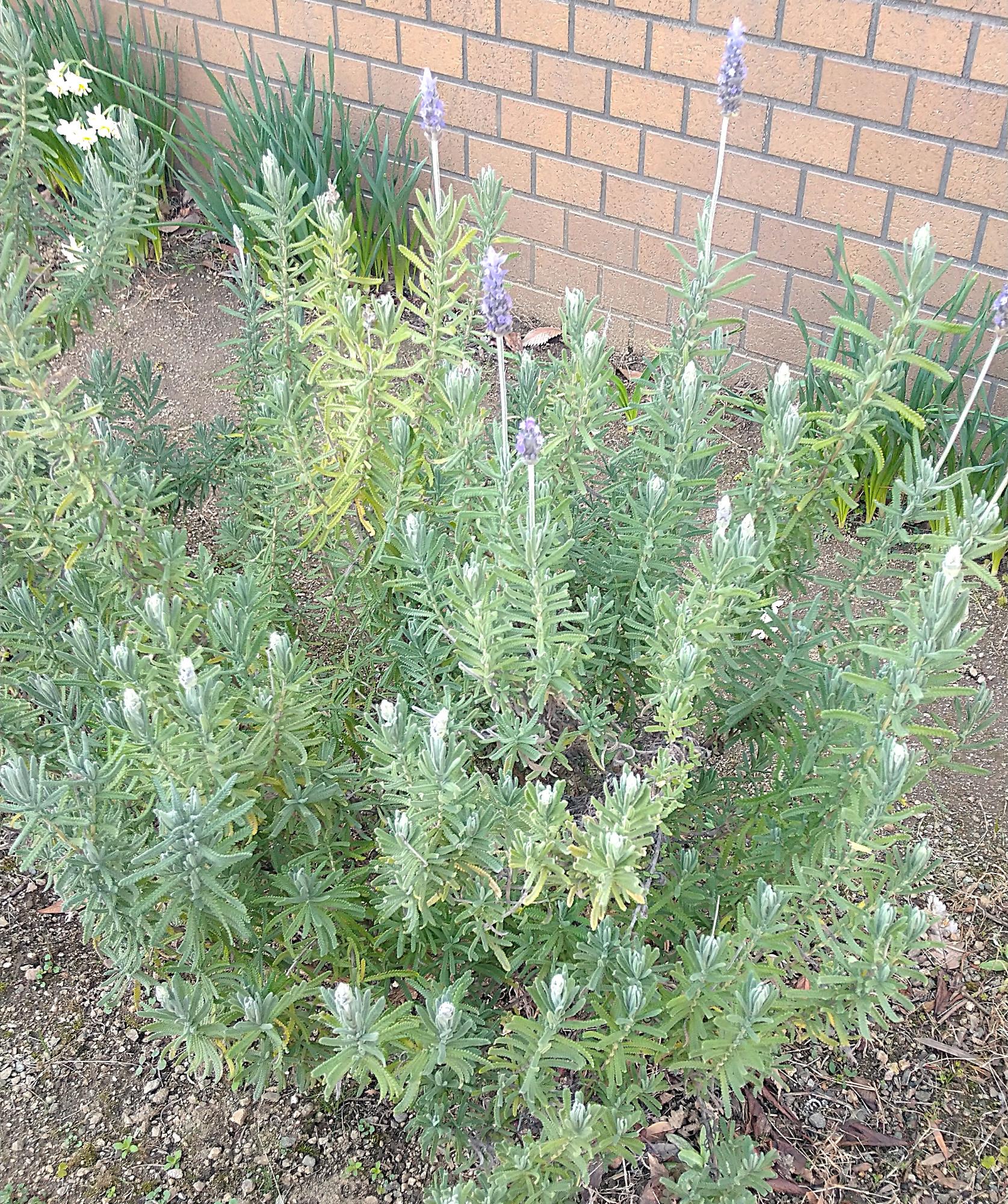 ラベンダー画像1