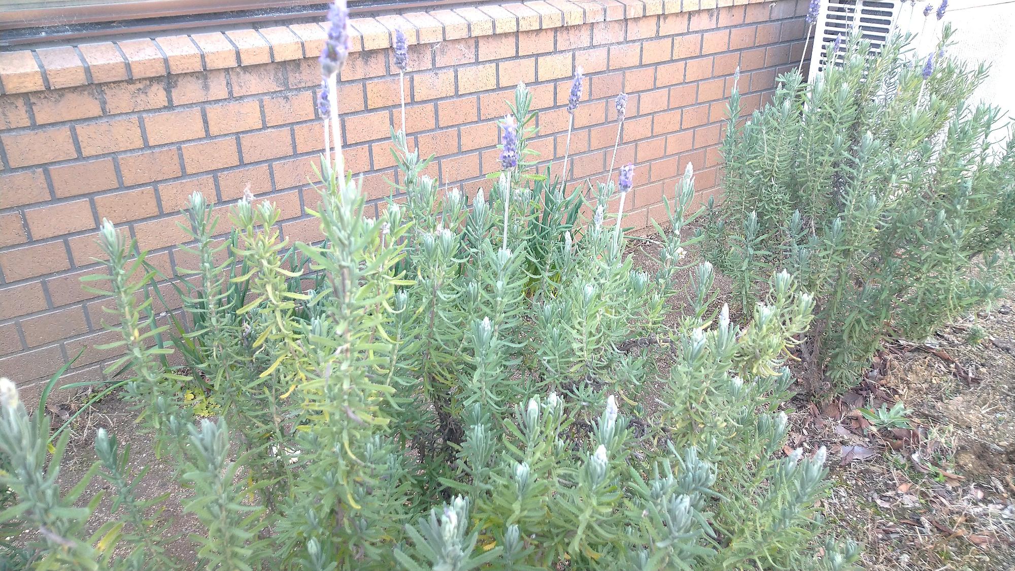 ラベンダー画像2