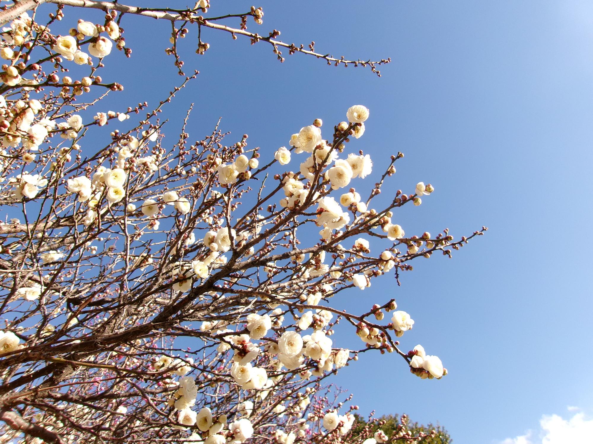図書館・文化ホール中庭の白梅