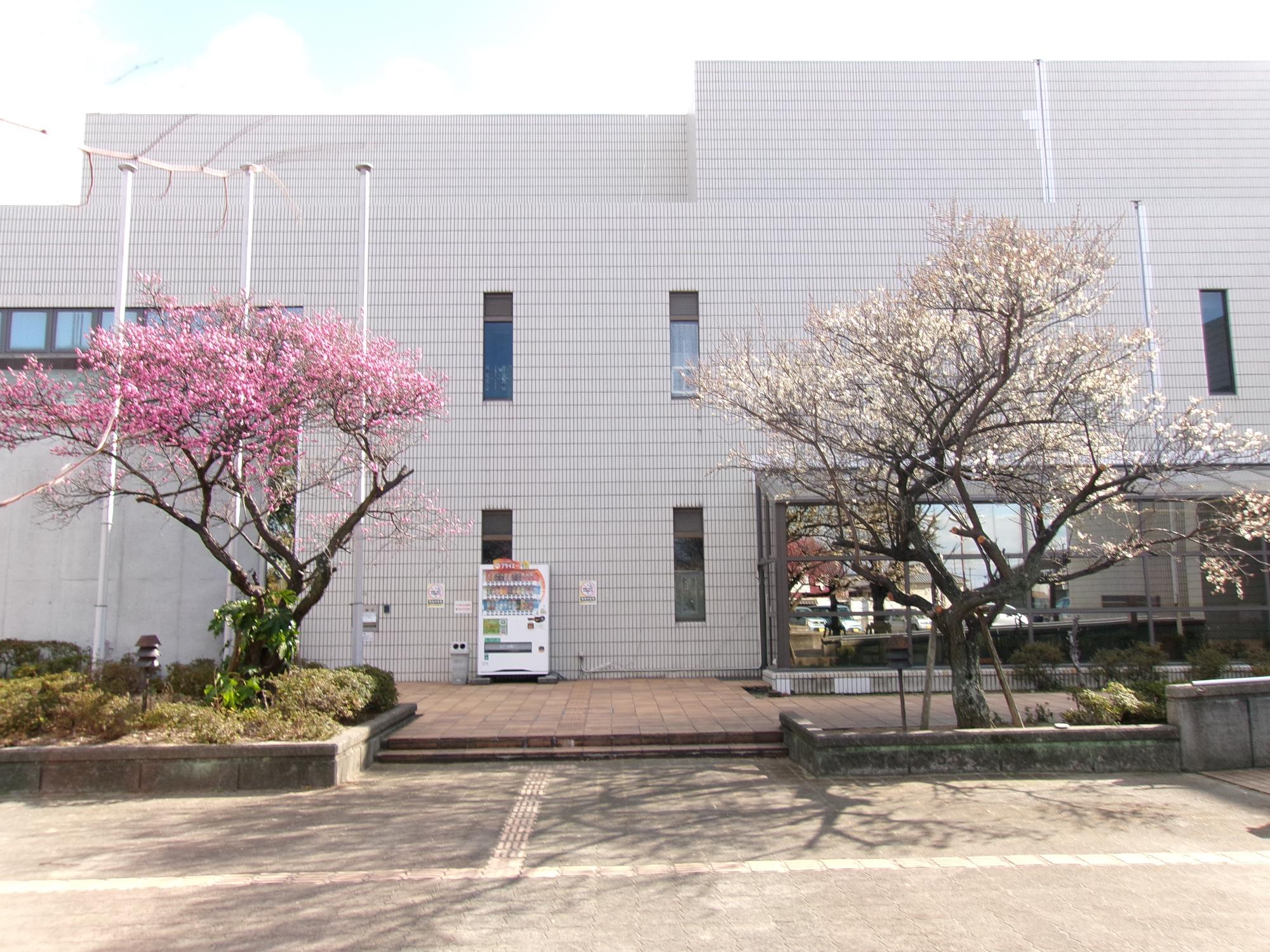 図書館・文化ホール中庭の梅