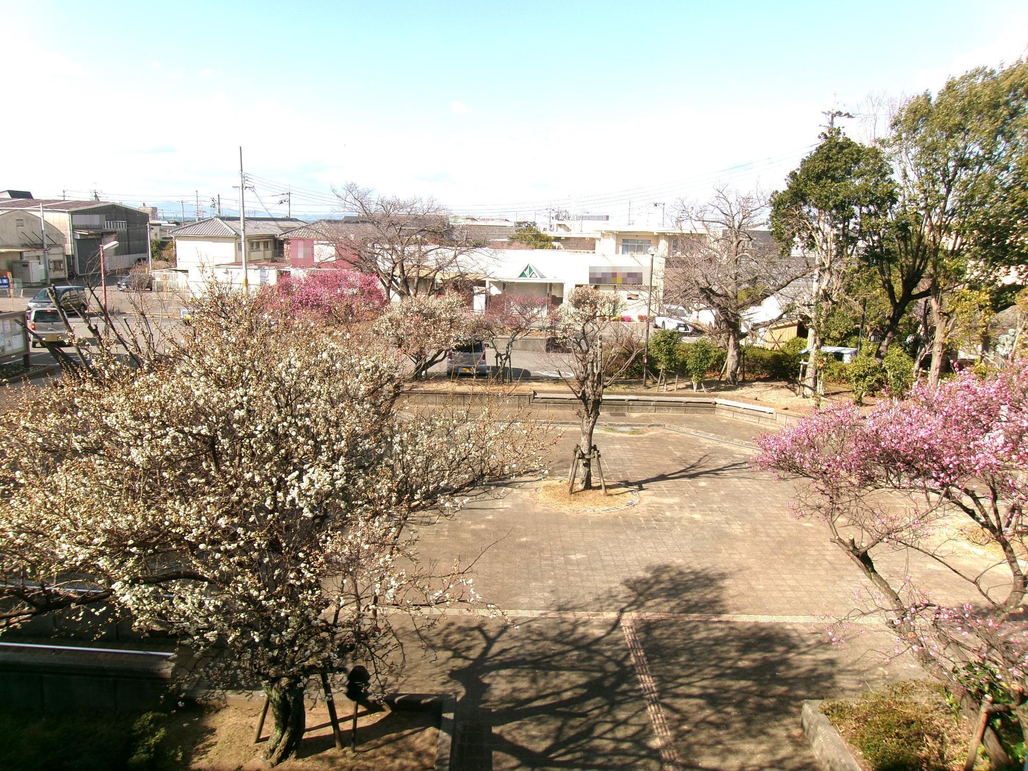 図書館・文化ホール中庭の梅