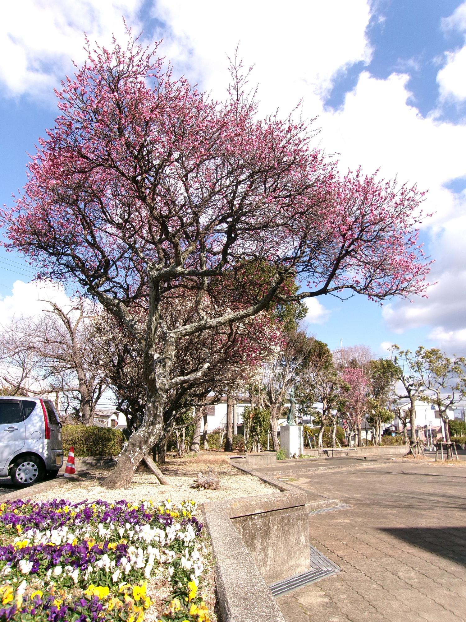 図書館・文化ホール中庭の梅と花壇