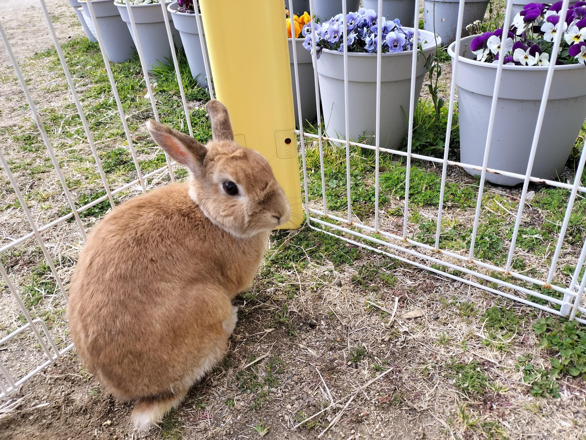 うさぎがいるよ！