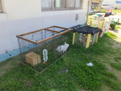 うさぎがいるよ