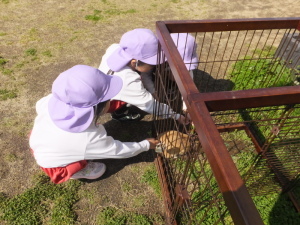 ウサギの飼育