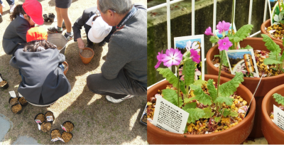 植え付け