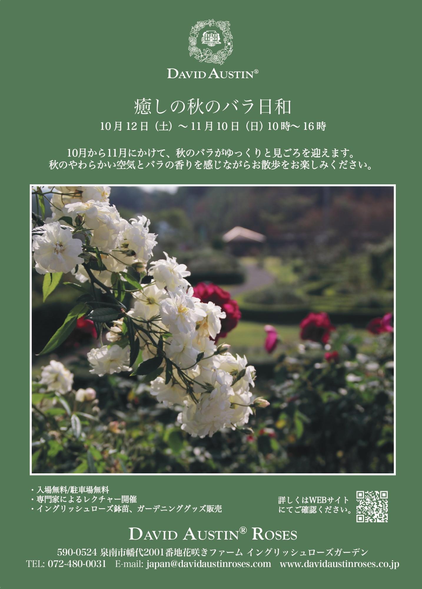 癒しの秋のバラ日和チラシ