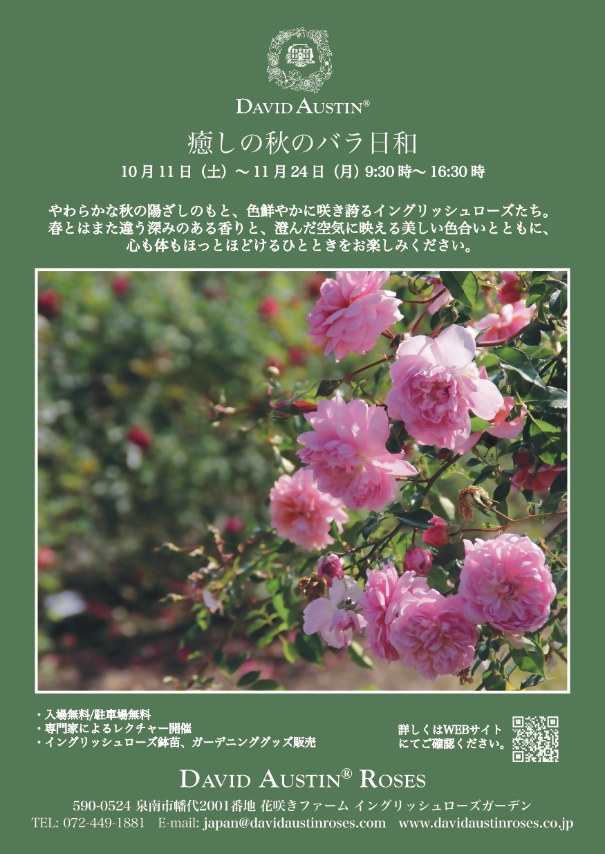 癒しの秋のバラ日和2025