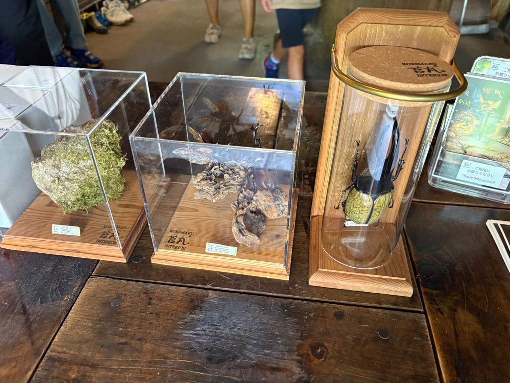 昆虫フェス2025_レポート3