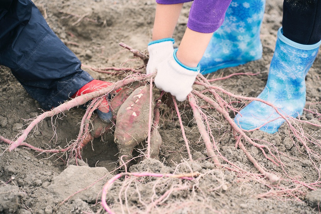 せんなん自然学校＿芋ほり＿レポート1