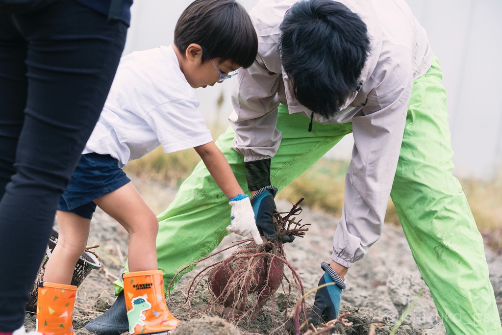 せんなん自然学校＿芋ほり＿レポート2