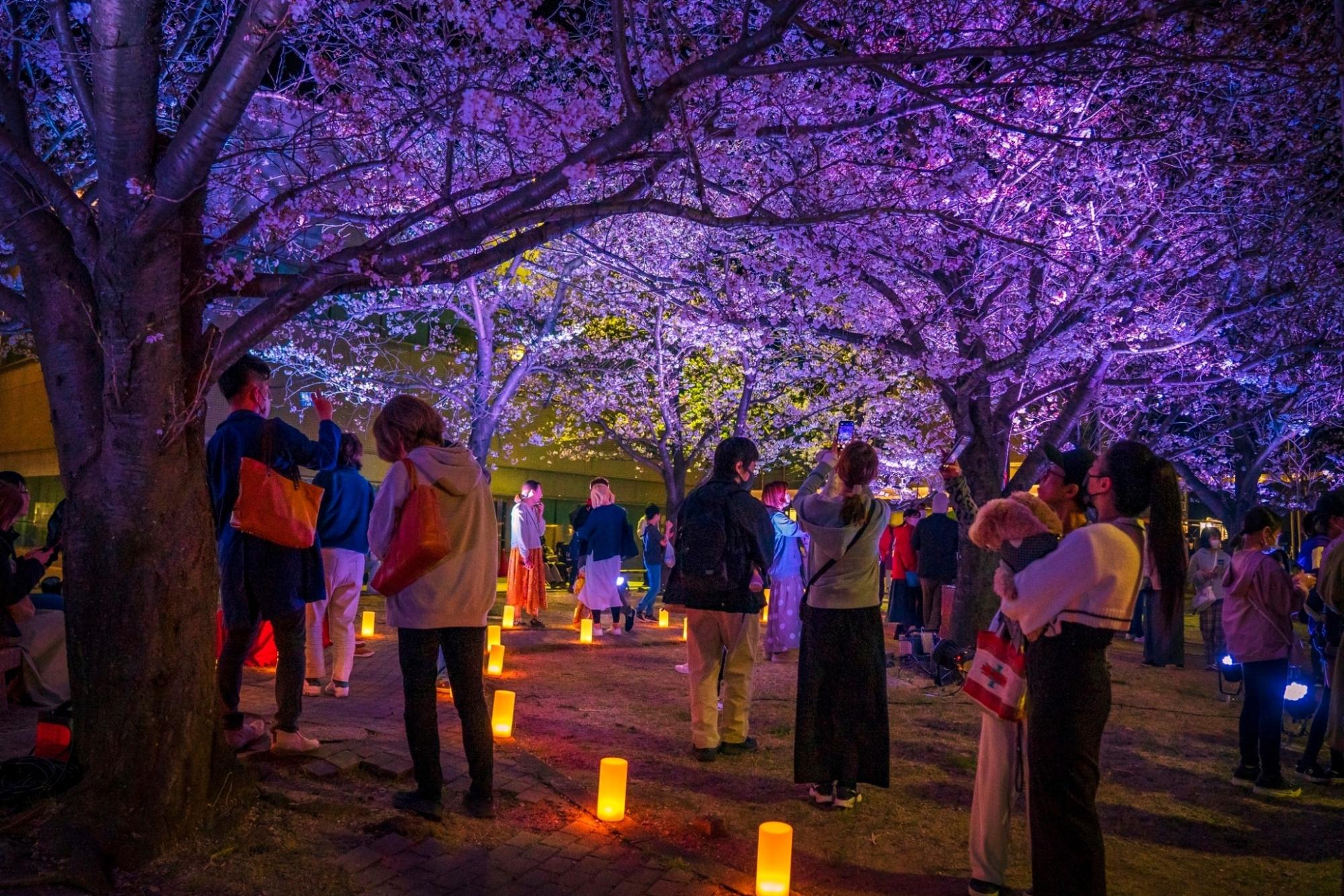 夜桜ライトアップ