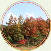 紅葉した樹木の写真